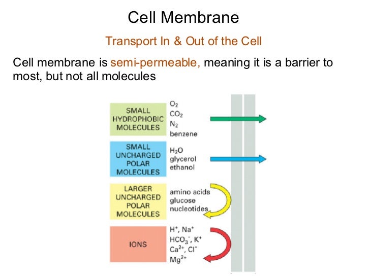 ������ Plasma membranes are selectively permeable this means that. How Cell